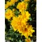 Кореопсис grandiflora Presto р9