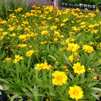 Кореопсис grandiflora Presto р9 Кореопсис grandiflora Presto р9