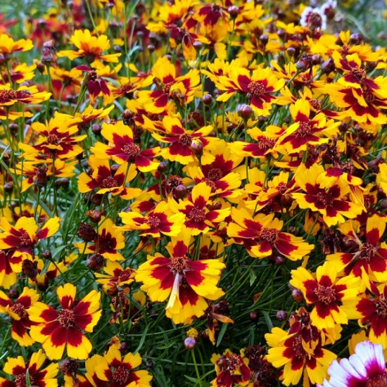 Кореопсис grandiflora Presto р9 Кореопсис grandiflora Presto р9