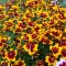 Кореопсис grandiflora Presto р9