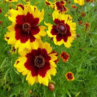Кореопсис grandiflora Presto р9 Кореопсис grandiflora Presto р9