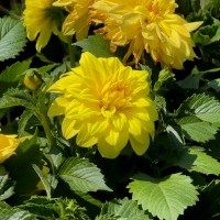Жоржина Labella Medio Piccolo Lemon р9