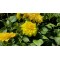 Жоржина Labella Medio Piccolo Lemon р9
