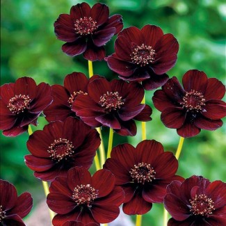 Космос Cherry Chocolate р9