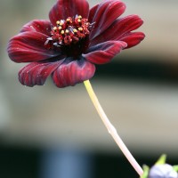 Космос Cherry Chocolate р9 Космос Cherry Chocolate р9