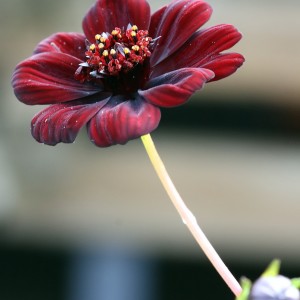 Космос Cherry Chocolate р9 Космос Cherry Chocolate р9