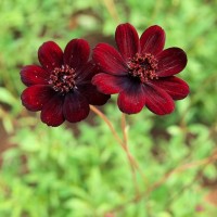 Космос Cherry Chocolate р9 Космос Cherry Chocolate р9