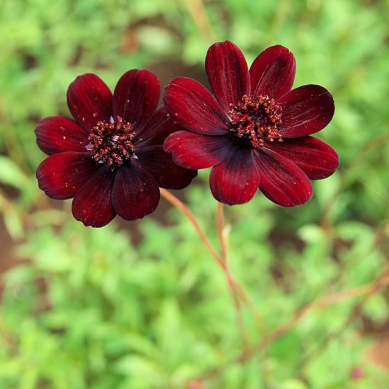Космос Cherry Chocolate р9 Космос Cherry Chocolate р9