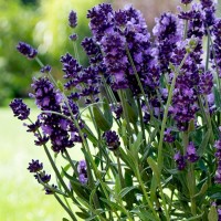 Лаванда Valence Dark Violet p9 Лаванда Valence Dark Violet p9