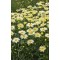 Леукантемум Banana Cream Yellow р9