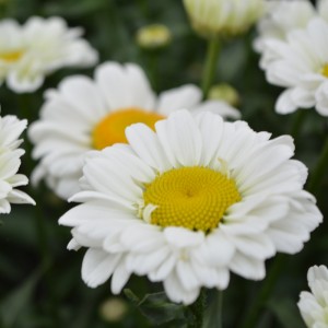 Леукантемум Sweet Daisy Izabel р9