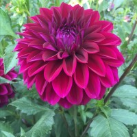 Жоржина Labella Medio Piccolo Purple р9 Жоржина Labella Medio Piccolo Purple р9