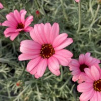 Родантемум hybrida Zagora Pink р9 Родантемум hybrida Zagora Pink р9