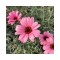 Родантемум hybrida Zagora Pink р9