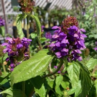 Прунелла великоквіткова Pagoda Violet p9 Прунелла великоквіткова Pagoda Violet p9