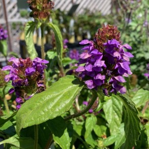 Прунелла великоквіткова Pagoda Violet p9 Прунелла великоквіткова Pagoda Violet p9