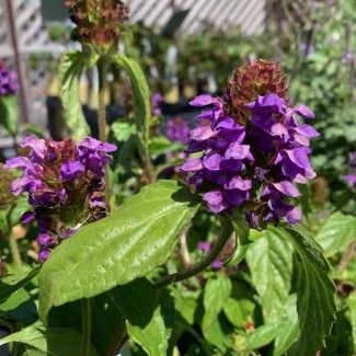 Прунелла великоквіткова Pagoda Violet p9