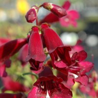 Пенстемон Rock Candy Ruby р9 Пенстемон Rock Candy Ruby р9
