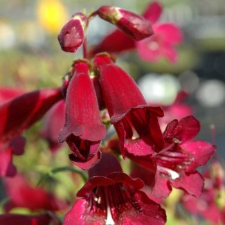 Пенстемон Rock Candy Ruby р9