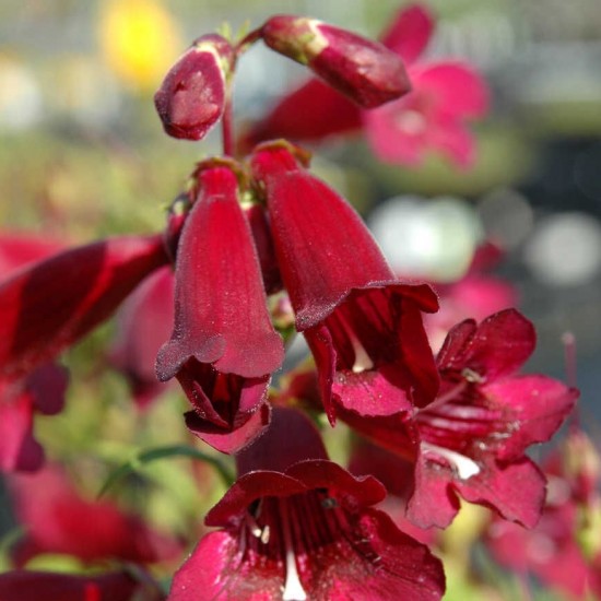 Пенстемон Rock Candy Ruby р9 Пенстемон Rock Candy Ruby р9