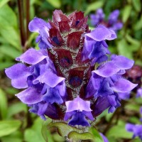Прунелла великоквіткова Pagoda Violet p9 Прунелла великоквіткова Pagoda Violet p9