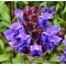 Прунелла великоквіткова Pagoda Violet p9