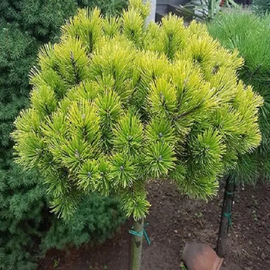 Сосна Pinus mugo Winter Gold на штамбі Сосна Pinus mugo Winter Gold на штамбі