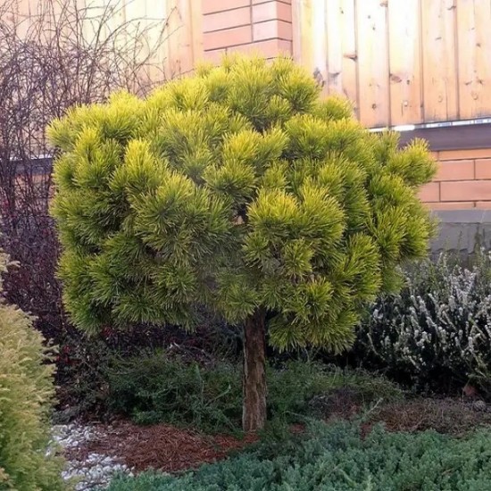Сосна Pinus mugo Winter Gold на штамбі Сосна Pinus mugo Winter Gold на штамбі