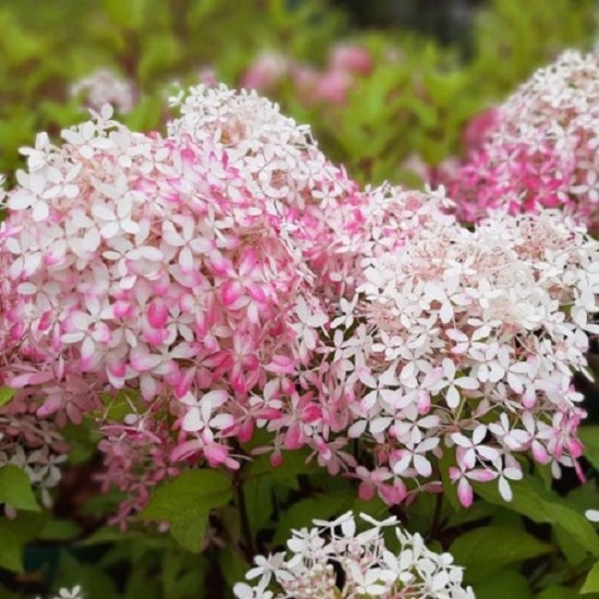 Гортензія Royal Flower р9 Гортензія Royal Flower р9