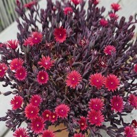 Делосперма Desert Dancer Red р9 Делосперма Desert Dancer Red р9