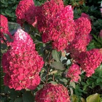 Гортензія Framboisine Rensam р9 Гортензія Framboisine Rensam р9