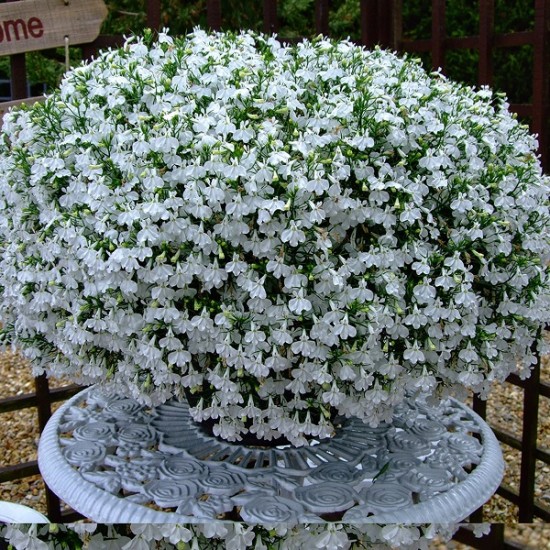 Лобелія (касетна розсада), набір 10 шт мікс Лобелія (касетна розсада), набір 10 шт мікс