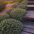 Сантоліно
