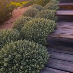 Сантоліно