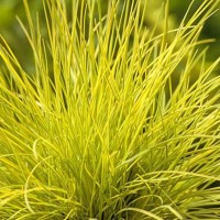 Вівсяниця Golden Toupee р9 Вівсяниця Golden Toupee р9