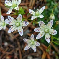 Ломикамінь Saxifraga Bronchialis р9 Ломикамінь Saxifraga Bronchialis р9