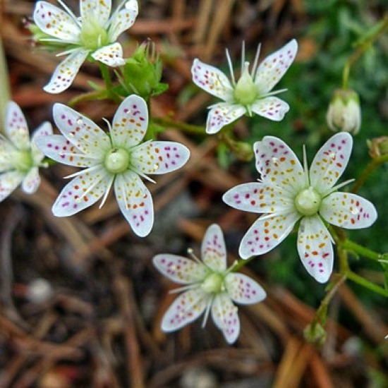 Ломикамінь Saxifraga Bronchialis р9 Ломикамінь Saxifraga Bronchialis р9