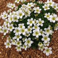 Ломикамінь White Pixie р9 Ломикамінь White Pixie р9