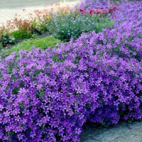 Кампанула Portenschlagiana Dome Blue р9 Кампанула Portenschlagiana Dome Blue р9