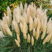 Кортадерія Біла р9 Кортадерія Біла р9