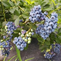 Лохина Рєка (дворічні) Лохина Рєка (дворічні)