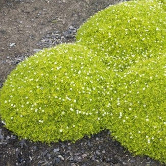 Мшанка Lime Moss (світла)  р9