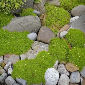 Мшанка Lime Moss (світла)  р9