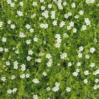 Мшанка Lime Moss (світла)  р9