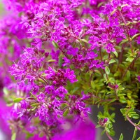 Чебрець Пурпл Бюті (Purple Beauty) р9 Чебрець Пурпл Бюті (Purple Beauty) р9
