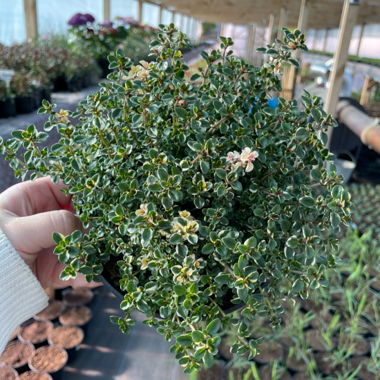 Чебрець Фокслей ( Foxley) р9