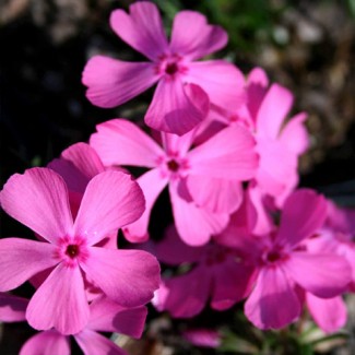 Флокс subulata Drummond Pink р9