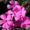 Флокс subulata Drummond Pink р9