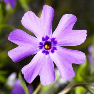 Флокс  Purple Beauty р9