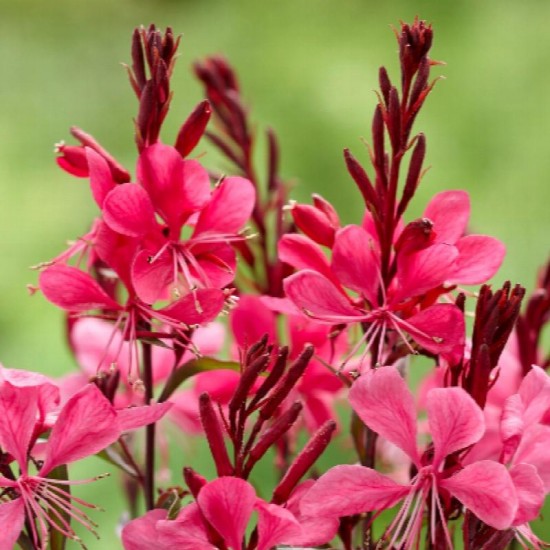 Гаура Gaudi Red р9 Гаура Gaudi Red р9